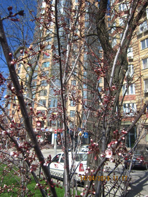 Весна - фото