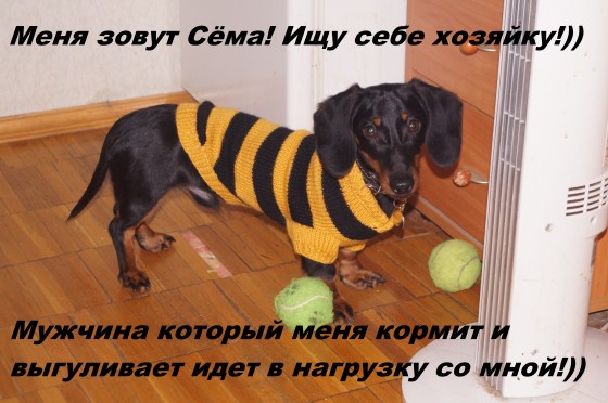 Собака такса мальчик ищет себе хозяйку!))