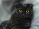 Черный шотландский вислоухий котик