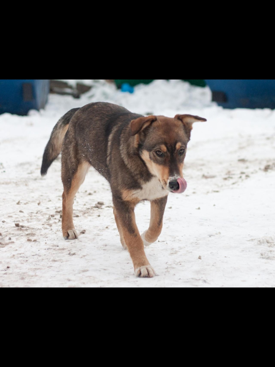 Собачка добрые руки любящие руки