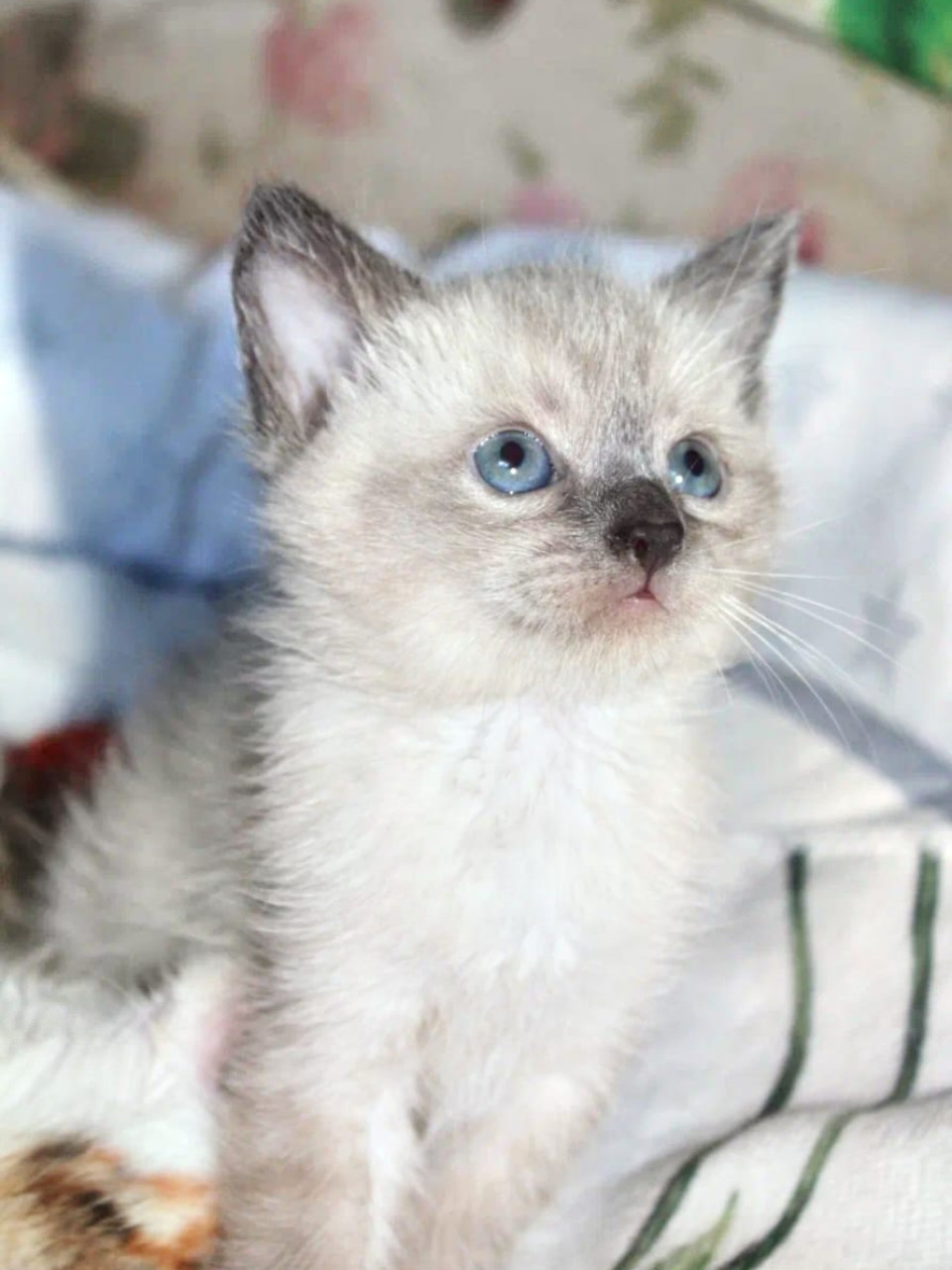 Красивые котята в добрые руки