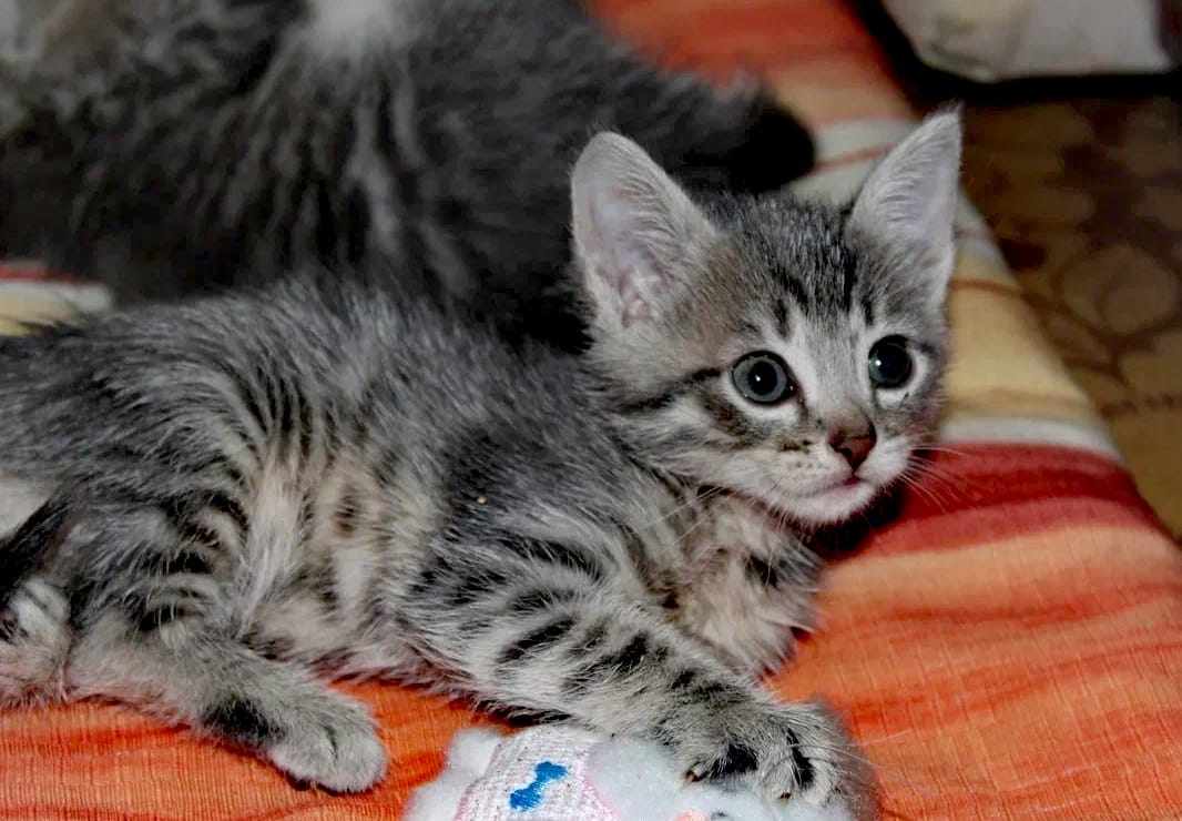 Красивые котята в добрые руки