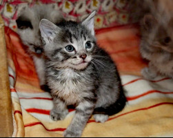 Красивые котята в добрые руки