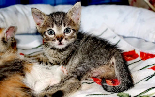 Красивые котята в добрые руки