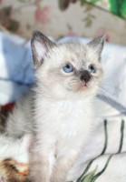 Красивые котята в добрые руки