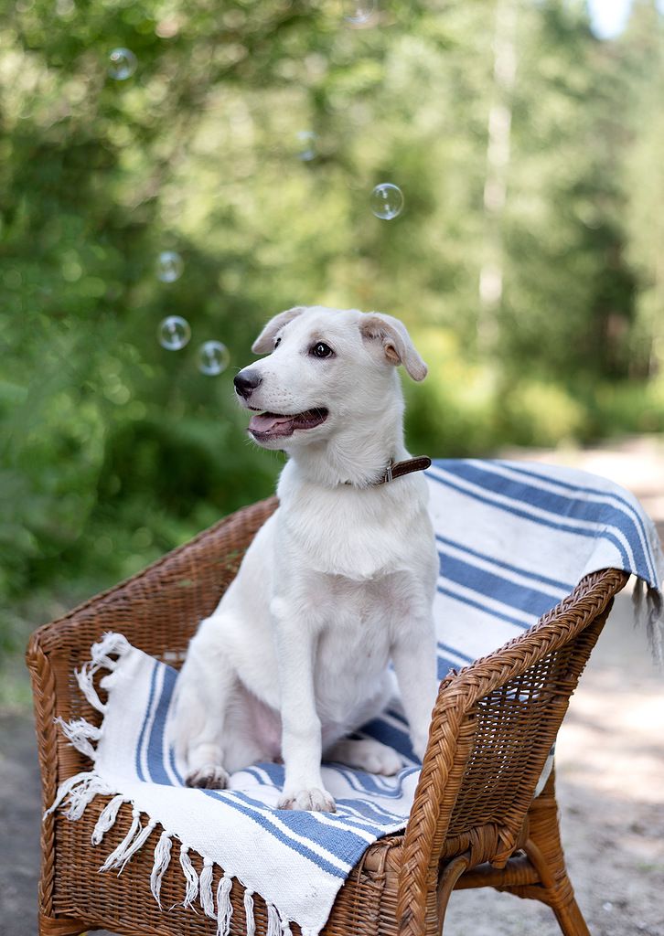 щенок метис лабрадора