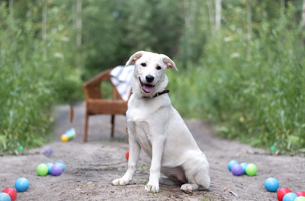 щенок метис лабрадора