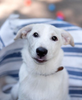 щенок метис лабрадора