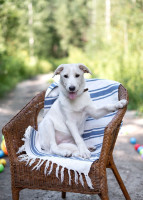 щенок метис лабрадора