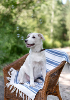 щенок метис лабрадора