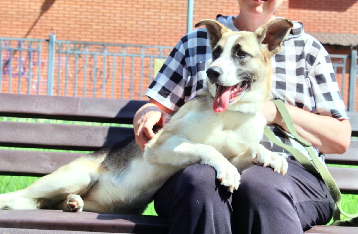 щенка выкинули на трассе дачники