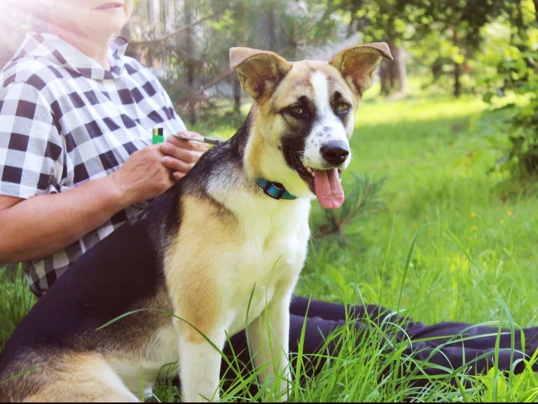 щенка выкинули на трассе дачники