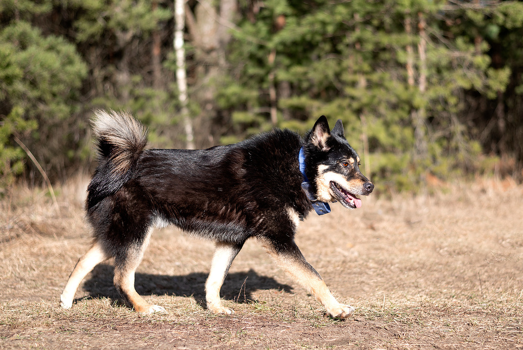 метис лайки Джейсон в добрые руки