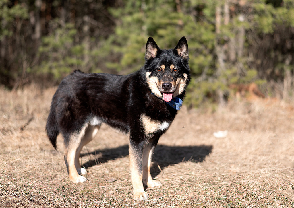 метис лайки Джейсон в добрые руки