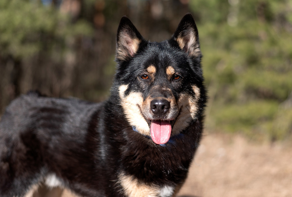 метис лайки Джейсон в добрые руки