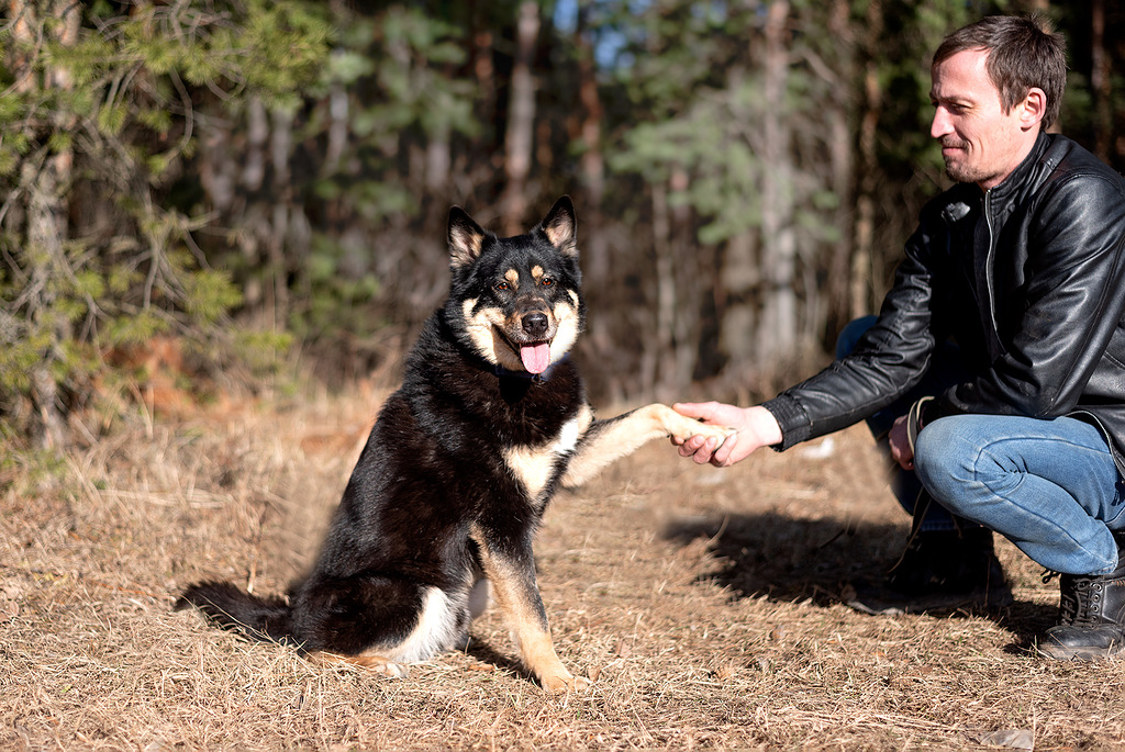 метис лайки Джейсон в добрые руки