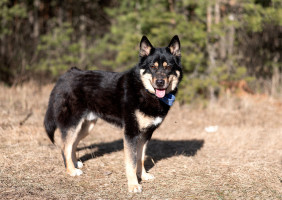 метис лайки Джейсон в добрые руки