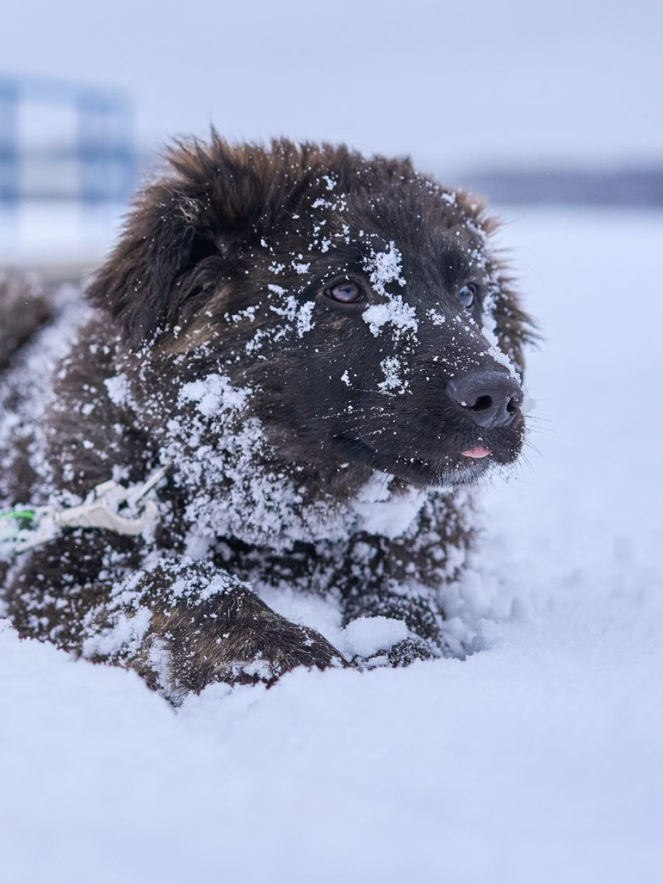 щенки  метисы овчарки в дар