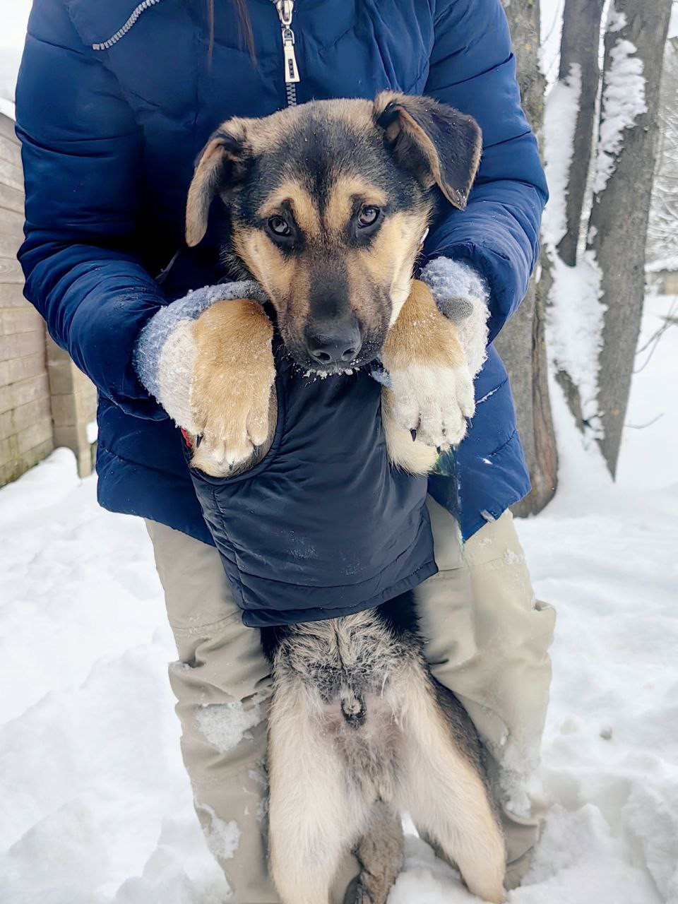 щенки  метисы овчарки в дар