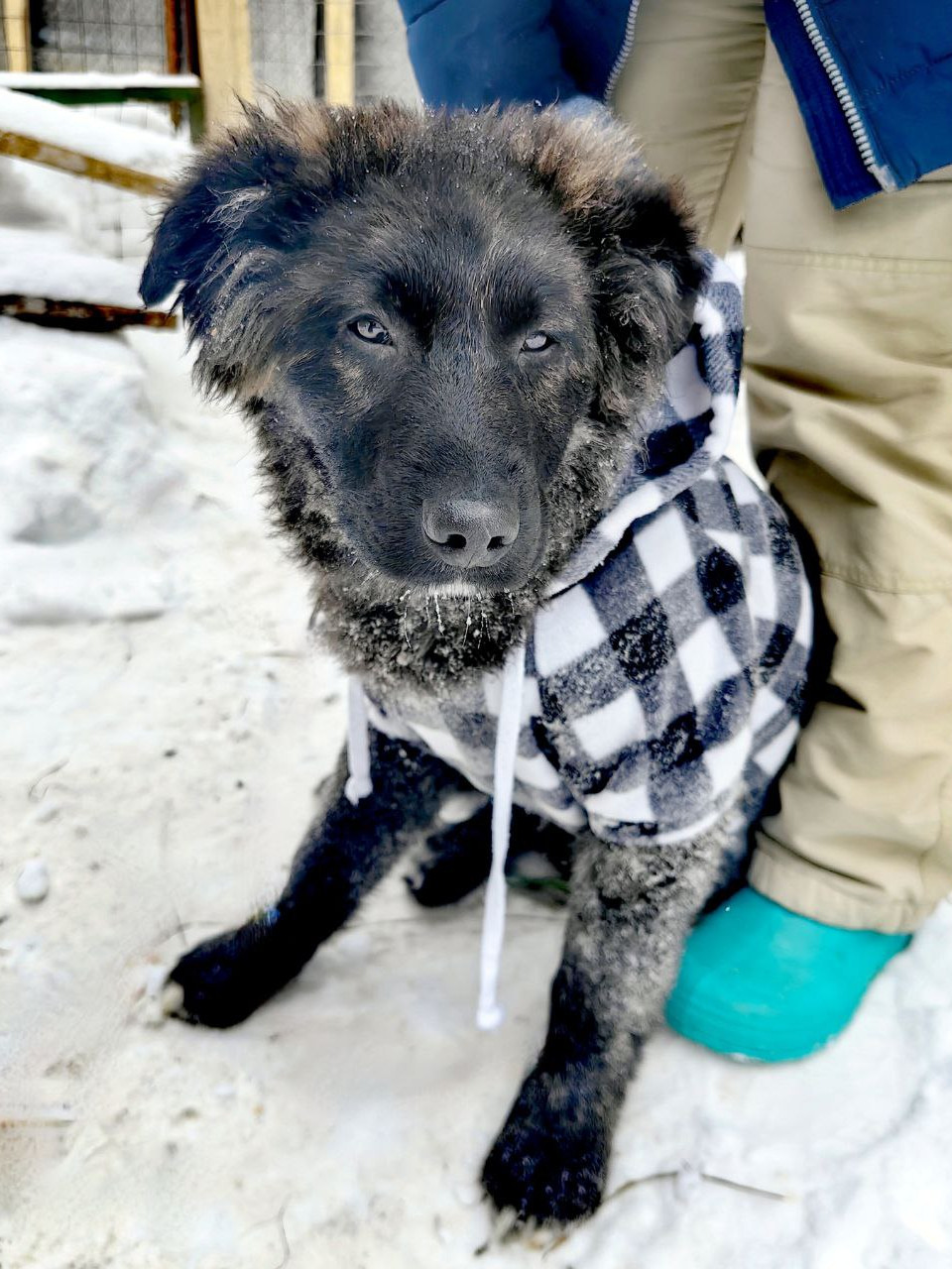 щенки  метисы овчарки в дар