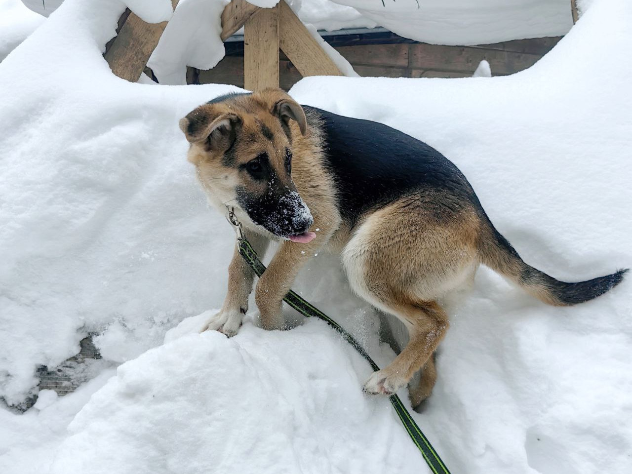щенки  метисы овчарки в дар