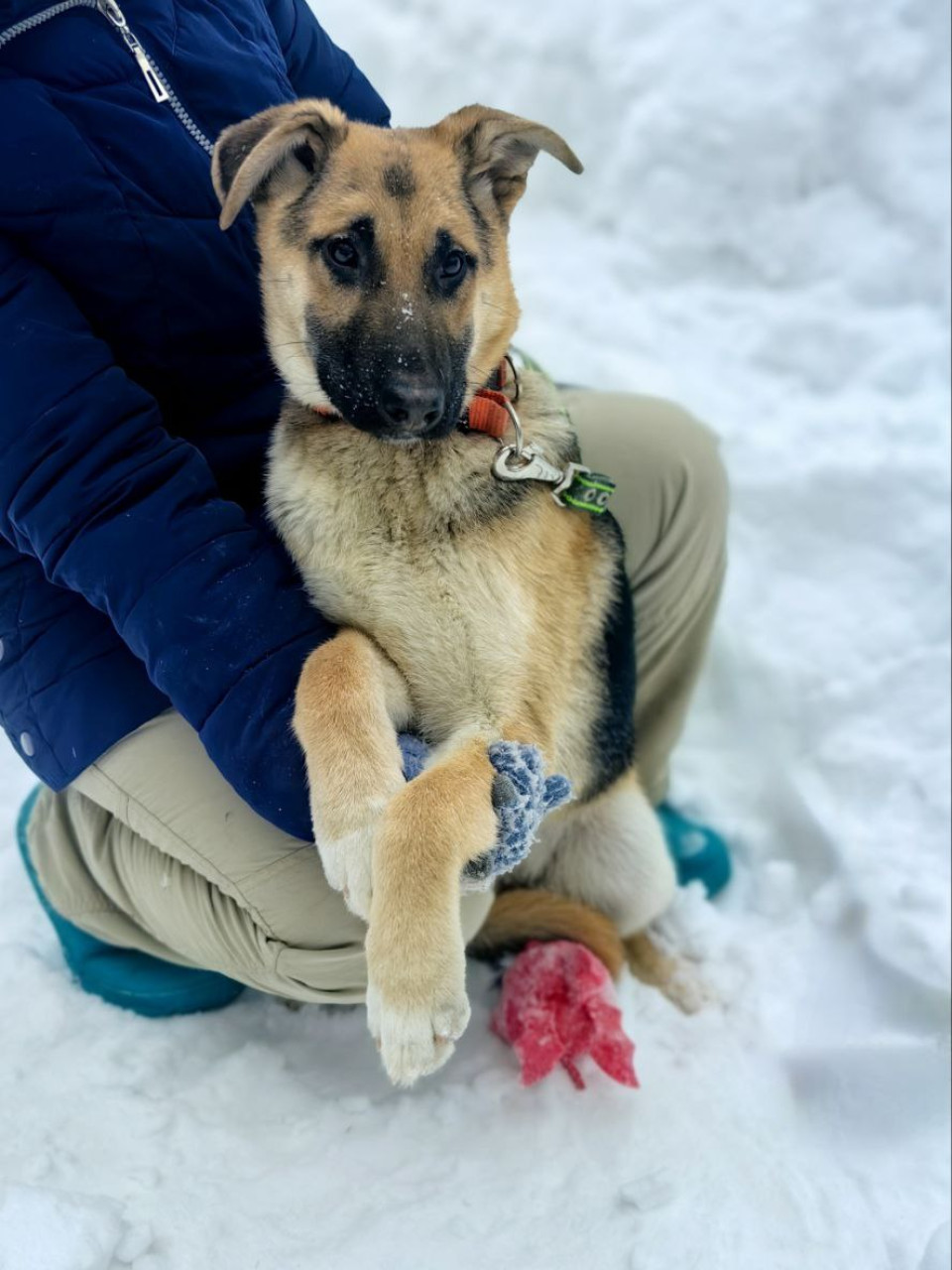 щенки  метисы овчарки в дар