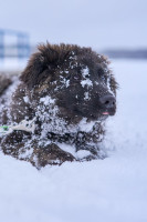 щенки  метисы овчарки в дар