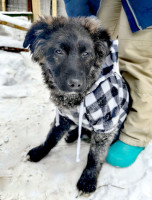 щенки  метисы овчарки в дар