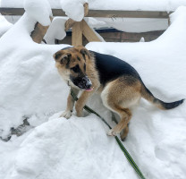 щенки  метисы овчарки в дар