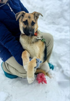 щенки  метисы овчарки в дар