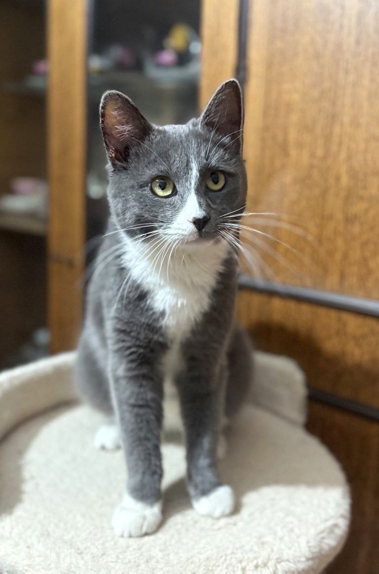 котик ищет дом