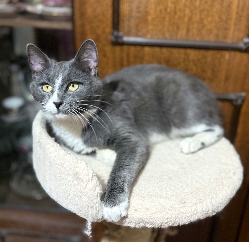 котик ищет дом