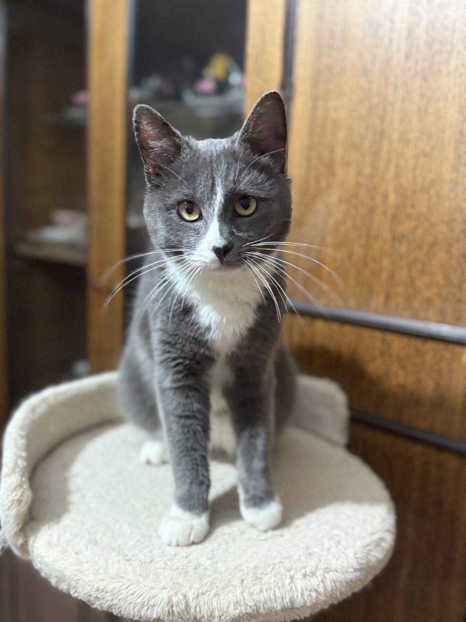 котик ищет дом