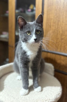 котик ищет дом