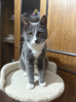 котик ищет дом