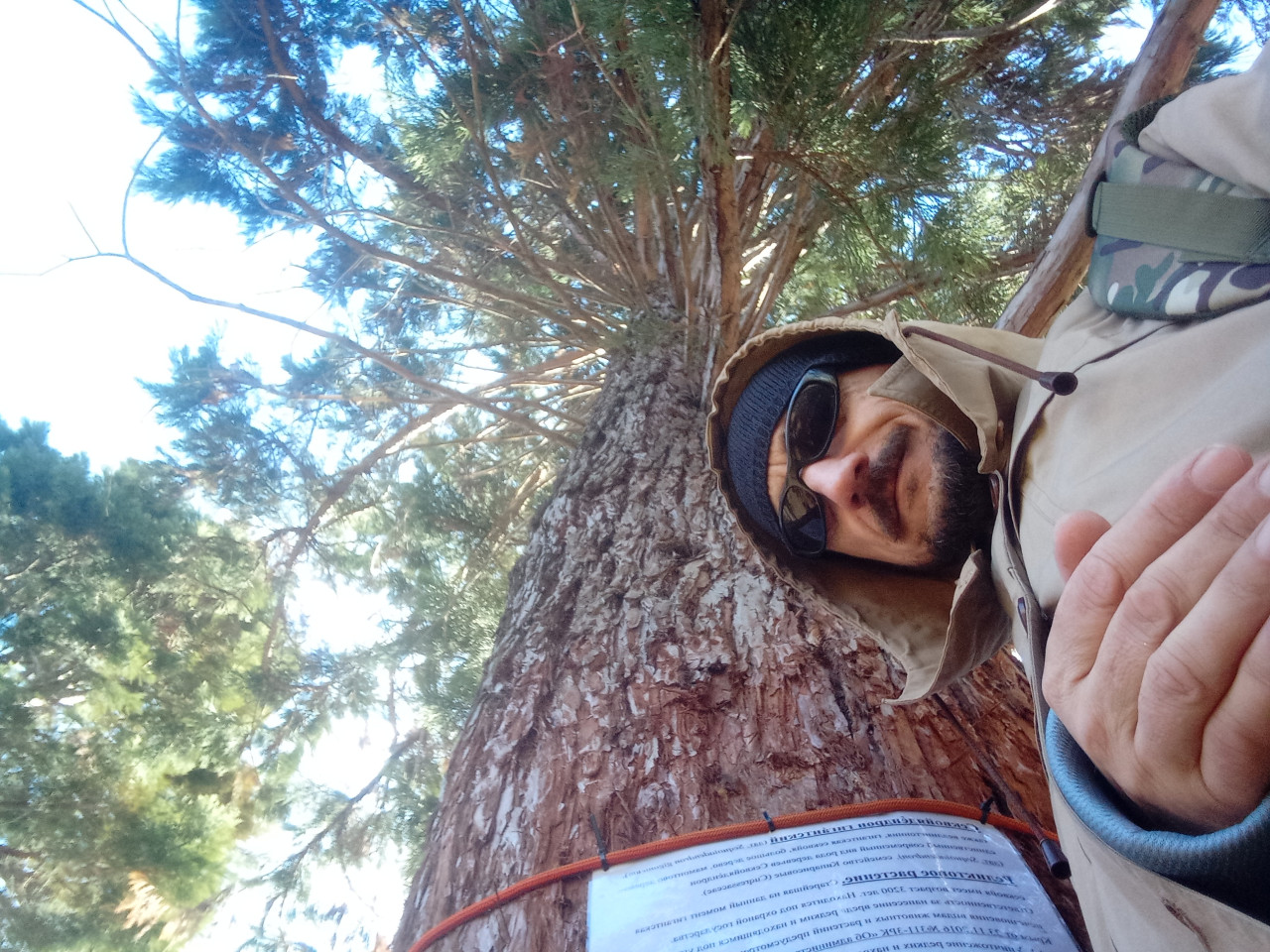 Секвойя+ маленький👌 сп