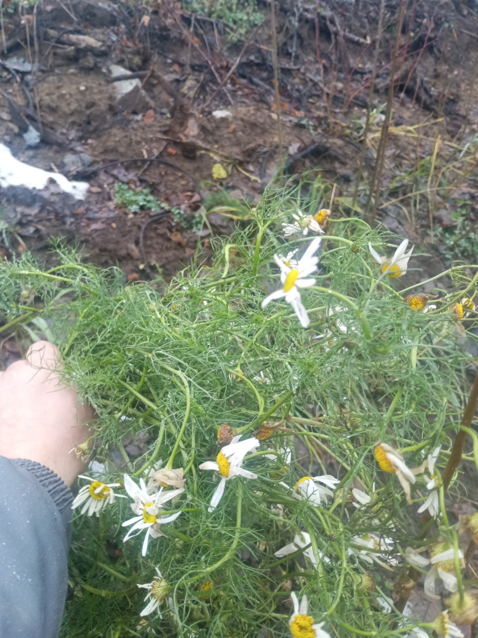 Питер 29 декабря. Сходил к братьям Месяцам