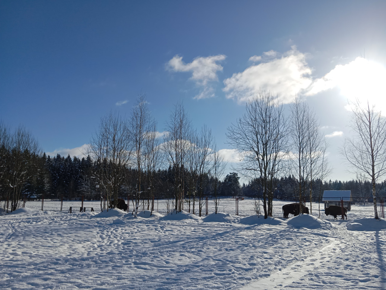 Зубровник а Ленобласти