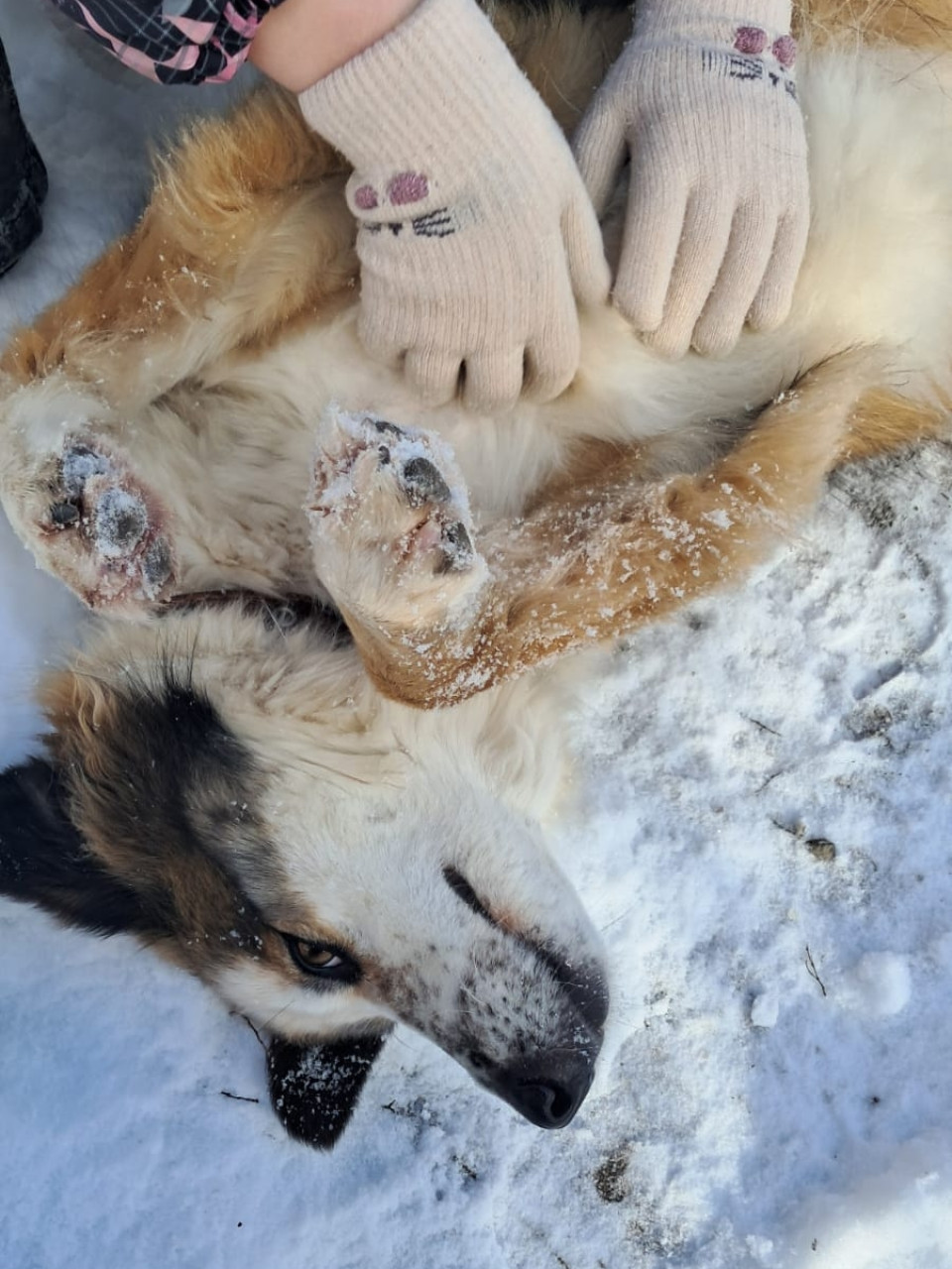 Крепкую дружбу снегом не испугать...