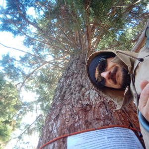 Секвойя+ маленький👌 сп