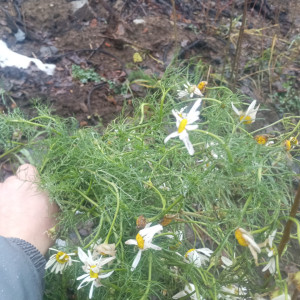 Питер 29 декабря. Сходил к братьям Месяцам