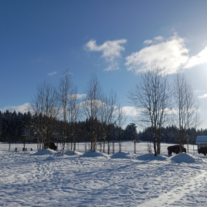 Зубровник а Ленобласти