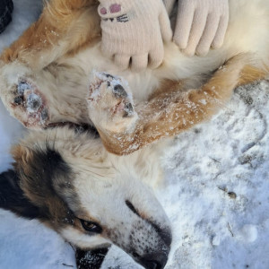 Крепкую дружбу снегом не испугать...