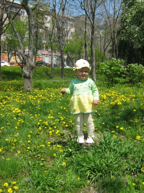 мой одуванчик