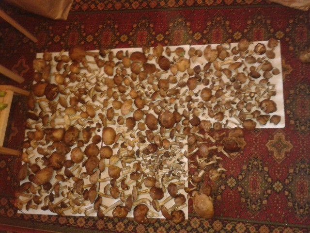 Мой сегодняшний грибной урожай!