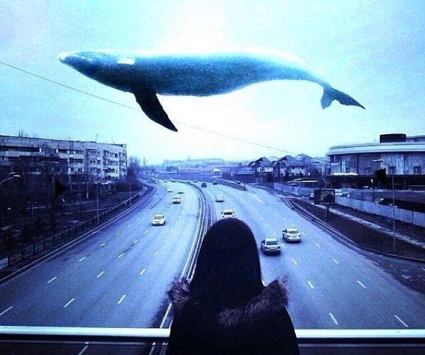«Синий кит»: что мы знаем об игре, подстрекающей подростков к суициду