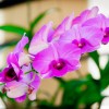 Цветы-радость жизни!!орхидеи.....
