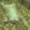 Наш котик любит сладко поспать)))