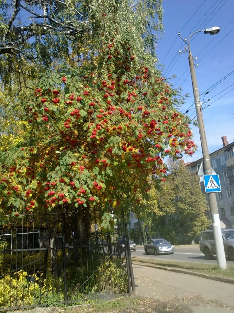 Вероника, Россия, Ижевск. Фото на сайте ГдеПапа.Ру