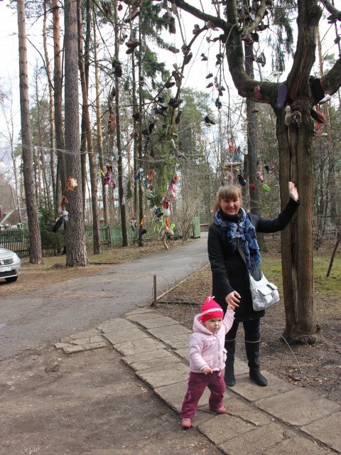 Чудо-дерево в Переделкино у Корнея Ивановича Чуковского